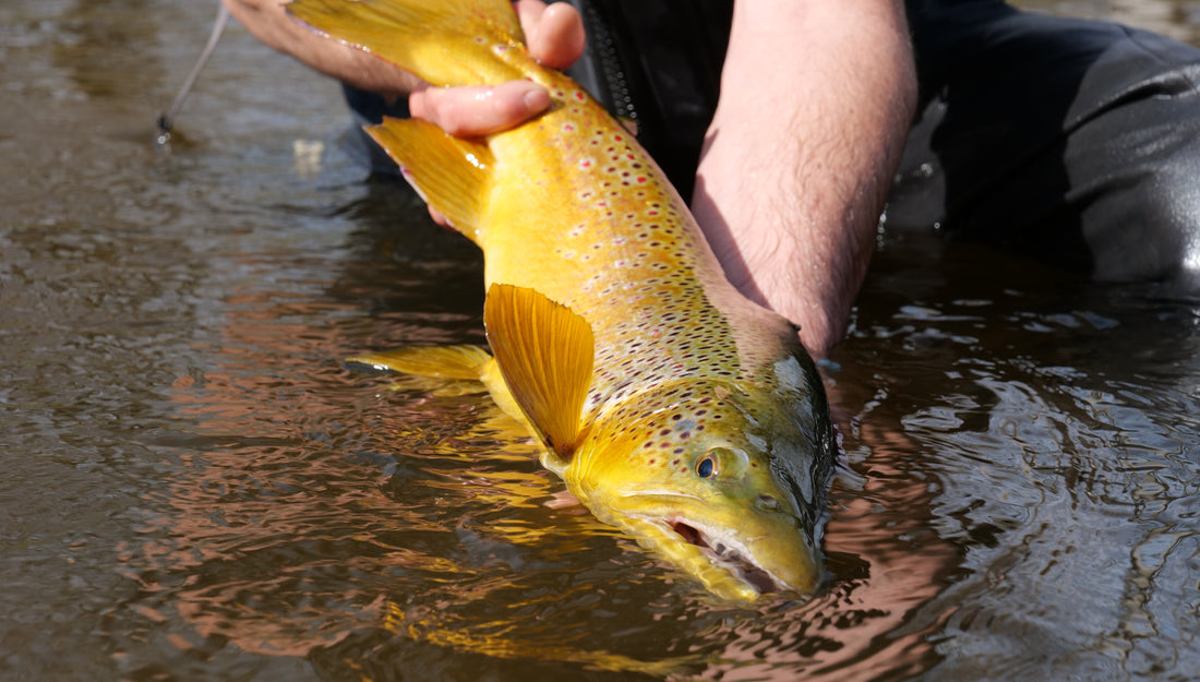 Michigan Out of Doors TV